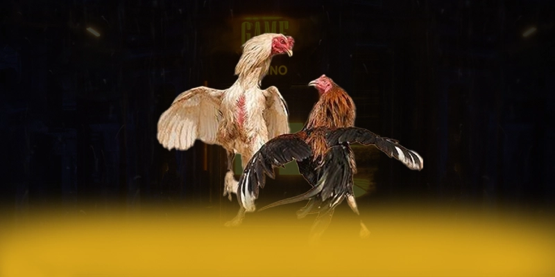 CONGA6789 - Kết luận & gợi ý trải nghiệm với góc nhìn khách quan.