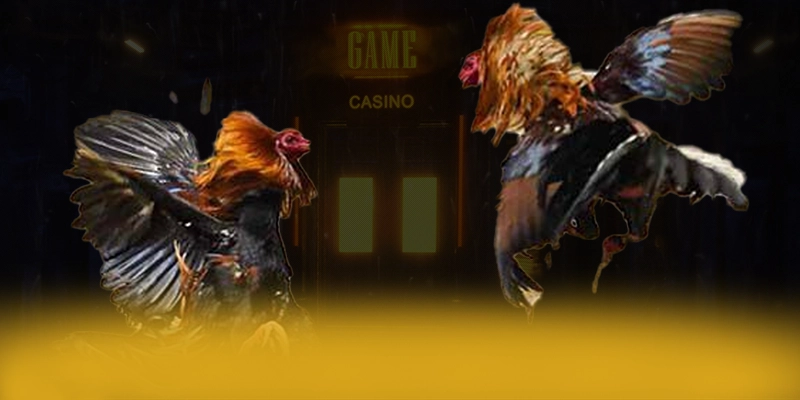 
Cập nhật thông tin về CONGA6789 - Cổng cá cược chất lượng mới nhất hiện nay
