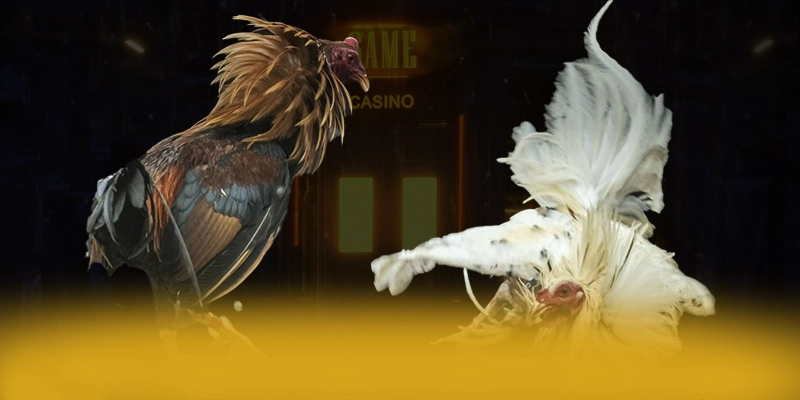 KUWIN - Cổng game bài được cấp phép được giới chuyên môn đánh giá cao – Khám phá ngay KUWIN KUWIN - Cổng game bài được cấp phép được giới chuyên môn đánh giá cao – Khám phá ngay KUWIN