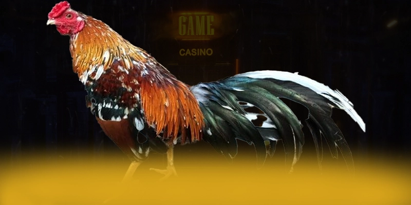 GA6789 - Nền tảng cá cược có quà tặng đặc biệt được yêu thích hàng đầu – Khám phá chi tiết GA6789 GA6789 - Nền tảng cá cược có quà tặng đặc biệt được yêu thích hàng đầu – Khám phá chi tiết GA6789