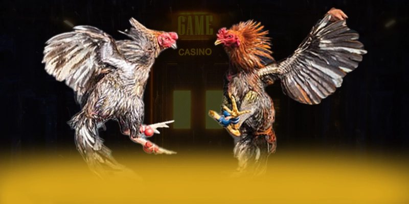 CONGA6789 - Ứng dụng giải trí có danh mục game hấp dẫn được yêu thích nhất – Tìm hiểu CONGA6789