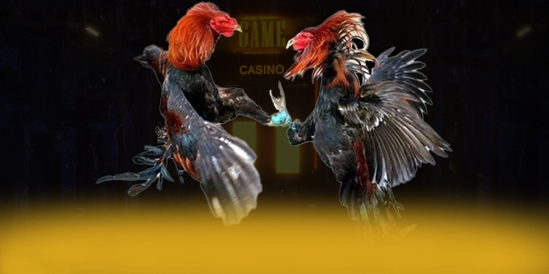 Khám phá ĐÁ GÀ TRỰC TIẾP - Thương hiệu chất lượng mới nhất hiện nay
Khám phá ĐÁ GÀ TRỰC TIẾP - Thương hiệu chất lượng mới nhất hiện nay