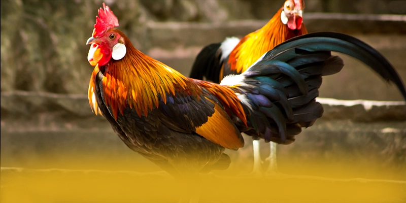 CONGA6789 - Nền tảng cá cược trực tuyến minh bạch được giới chuyên môn đánh giá cao – Trải nghiệm CONGA6789 CONGA6789 - Nền tảng cá cược trực tuyến minh bạch được giới chuyên môn đánh giá cao – Trải nghiệm CONGA6789