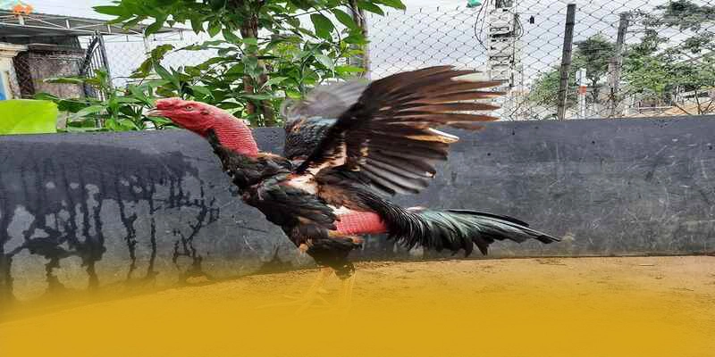 CONGA6789 - Thương hiệu game trực tuyến đang làm mưa làm gió đang làm mưa làm gió trên thị trường – Khám phá top CONGA6789