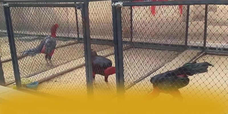 UU88 - Ứng dụng giải trí với chương trình tri ân lớn 2025 – Tìm hiểu UU88 UU88 - Ứng dụng giải trí với chương trình tri ân lớn 2025 – Tìm hiểu UU88