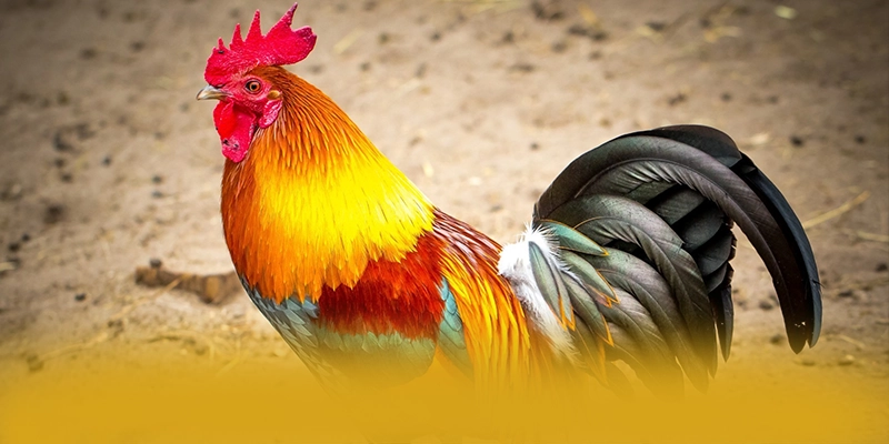 AU88 - Tổng quan đánh giá dành cho người chơi.