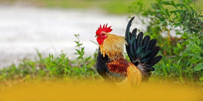 BL555 - Cổng trò chơi sở hữu kho game phong phú được game thủ lựa chọn – Khám phá BL555 BL555 - Cổng trò chơi sở hữu kho game phong phú được game thủ lựa chọn – Khám phá BL555