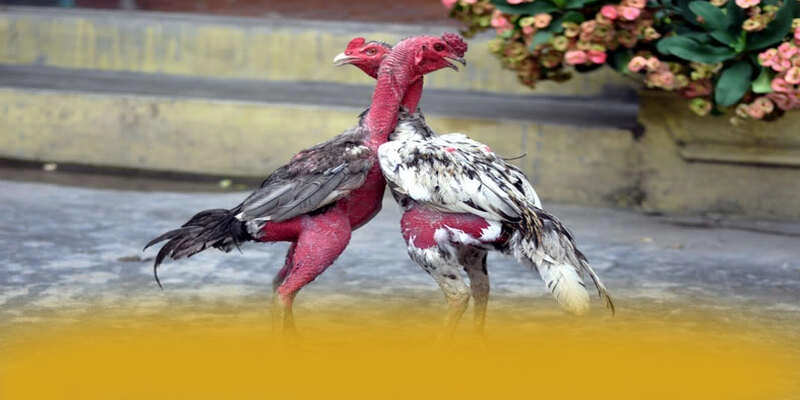 B52 - Nhà cái với nhiều tựa game đổi thưởng hấp dẫn trên thị trường – Trải nghiệm B52